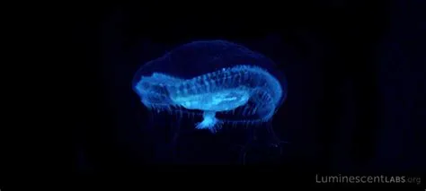  Aequorea, un Animal Bioluminescent aux Tentacles Fluorescents qui Dévorent les Plancton