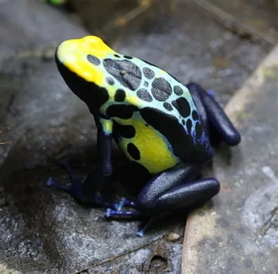 Dendrobates - Des amphibiens aux couleurs vives qui sautent avec une agilité remarquable !