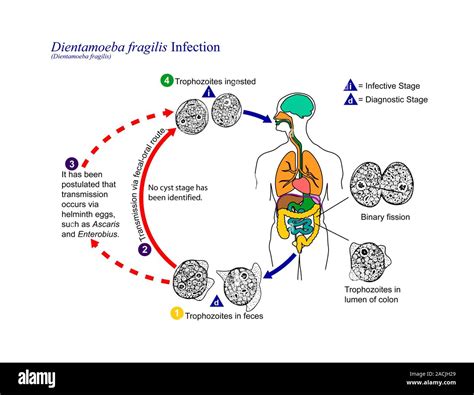  Distome Digénetique: Un Parasite Inattendu aux Cycles de Vie Fascinants!