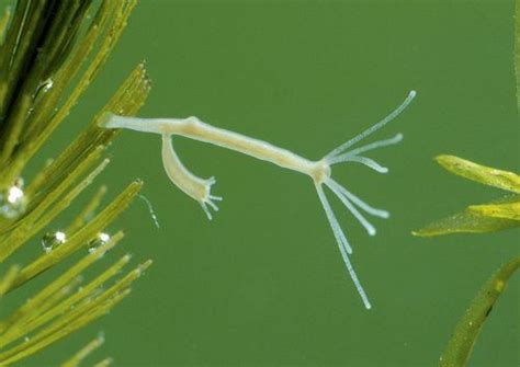  Gymnodonie : Est-ce que ce mystérieux hydre ressemblerait à un bouquet vivant sous l’eau?