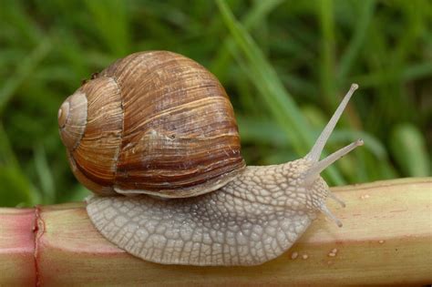  Helix! Un escargot terrestre fascinant qui se déplace avec élégance et précision grâce à son pied musculeux !