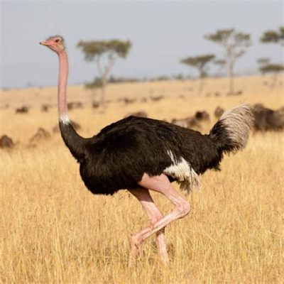  Outrageous!  The Ostrich: A Flightless Bird With Remarkable Speed and Powerful Legs