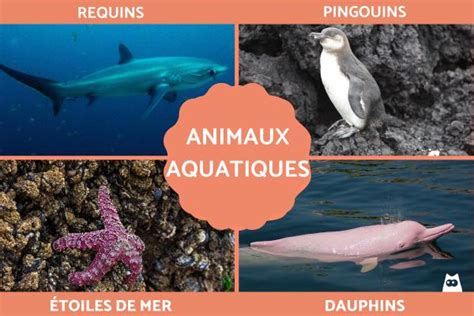  Qui est Quiritidée et pourquoi son habitat aquatique est-il si fascinant ?