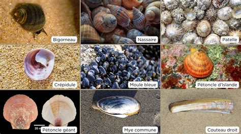  Renard de Mer : Un Chasseur Nocturne au Coquillage Brillamment Coloré