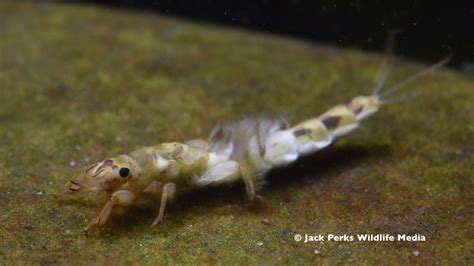  Stonefly:  A Creature That Can Breathe Underwater With its Feathery Gills?