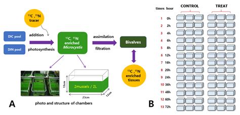  Unio!  Découvrez ce bivalve filtreur d'eau douce qui vit en colonie et se nourrit de particules organiques minuscules.