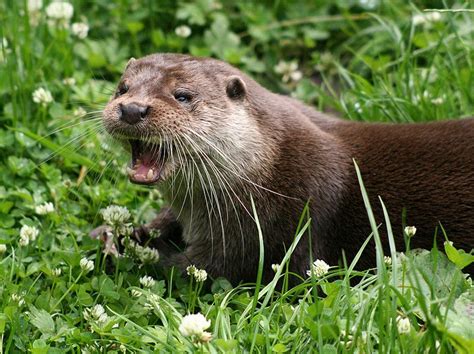  Vison! Un Mammifère Semi-Aquatique aux Pattes Puissantes et au Pelage Doux comme de la Soie