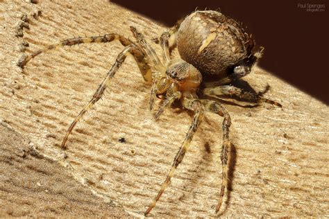  Wolf Spider, Un Arthropod Nocturne aux Yeux Perçants