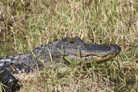  Alligator: Qu'est-ce qu'un prédateur reptilien ancestral capable de survivre dans des milieux aquatiques et terrestres extrêmes ?