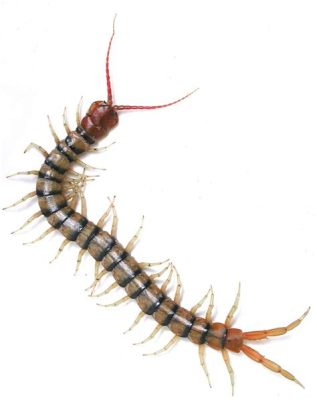  Centipede: Can these Hundred-Legged Creatures Really Count that High?