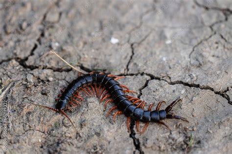  Cingulata: Un animal fascinant aux mille pattes qui aime flâner sous les pierres!