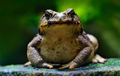  Crapaud: Un Amphibien Nocturne Qui Se Transforme en Prince Charmant du Monde Aquatique !