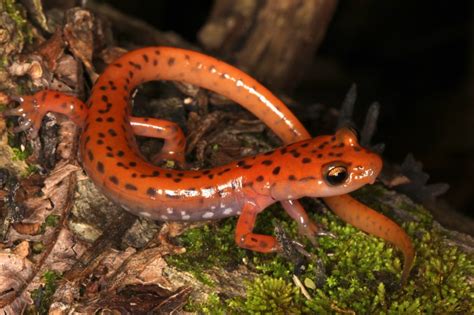  Eurycea! Une salamandre aux yeux curieux qui prospère dans l’obscurité humide des grottes