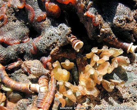  Ficopomatus – Un Ver de Mer à la Mode Marine et aux Têtes Discrètes !