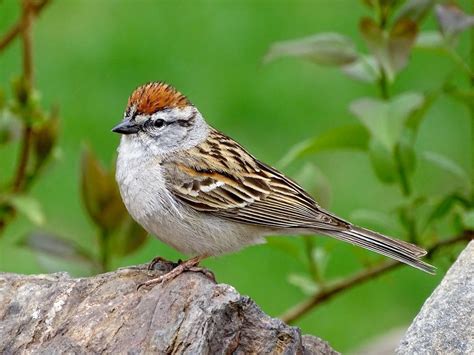  Gélinotte ! Un petit oiseau terrestre aux habitudes étonnantes que l'on trouve dans les forêts nord-américaines