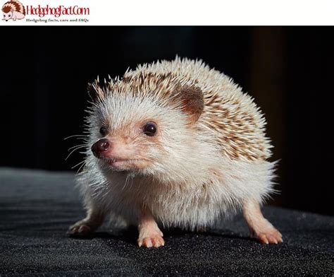  Hérisson : Une créature nocturne à la fois mignonne et piquante comme une bouillabaisse épicée !