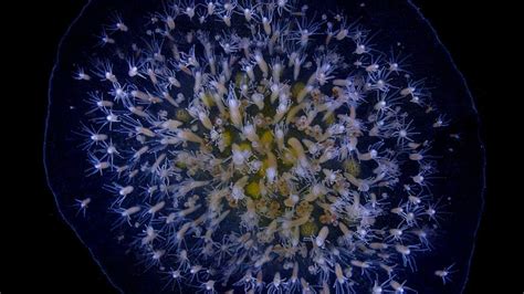  Hydractinia: Un animal fascinant aux tentacules flexibles qui s’accroche fermement aux surfaces immergées!