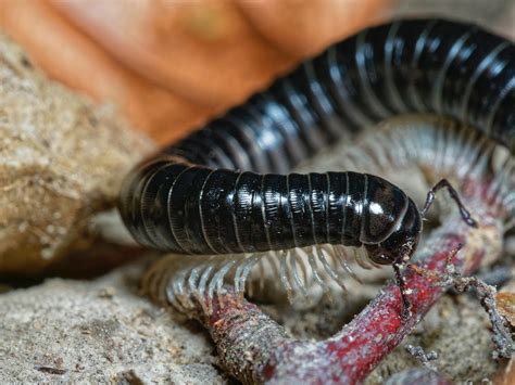  Julidae! Les diplopodes aux mille pattes qui défient la gravité avec élégance