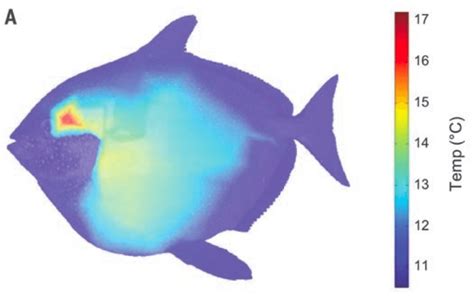  Opah! Un Poisson à Sang Chaud qui Déjoue les Lois de la Thermodynamique Marin