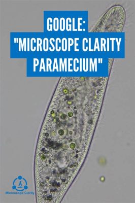  Paramecium! Découvrez le ballet fascinant de ces minuscules créatures à cils vibrantes.