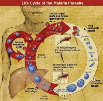  Plasmodium : Un Parasite Invisible Qui Orchestre Une Guerre Subtile Dans Votre Corps !