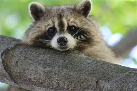  Raton Laveur: Un Adorable Espion Nocturne aux Griffes Agilement Préhensile