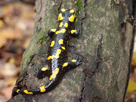  Salamandre des bois: Quel est l'animal mystérieux qui passe ses journées dans les feuilles humides et les grottes rocheuses ?