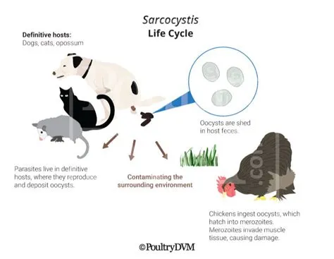  Sarcocystis! Un parasite microscopique qui transforme ses hôtes en machines à production de viande