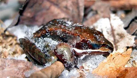  Wood Frog: Une Amphibien Endurci Capable de Survie Extrême grâce à sa Tolérance au Gel !